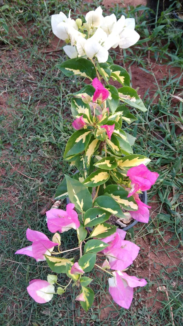 Thimma_Pink_Bougainvillea_Plant_For_Gardening