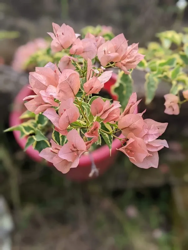 Emas_Perak_Bougainvillea_Plant_For_Gardening