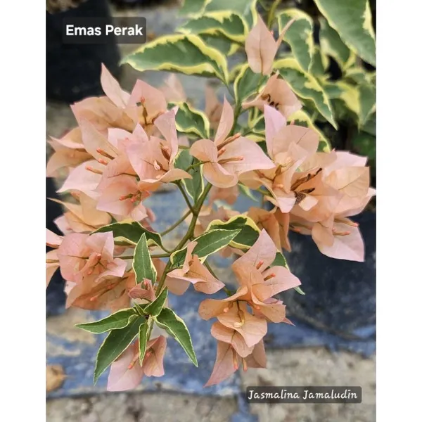 Emas_Perak_Bougainvillea_Plant_For_Gardening