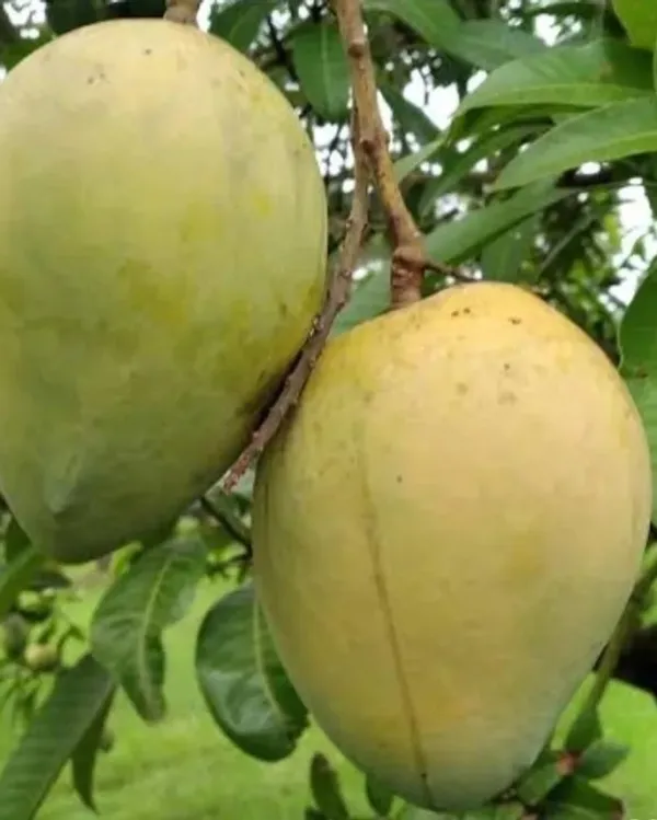 Harivanga_Mango_Plant_(Hybrid_And_Grafted)