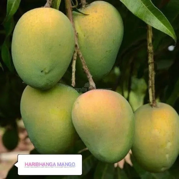 Harivanga_Mango_Plant_(Hybrid_And_Grafted)