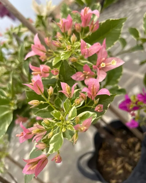 Pink_Patch_Bougainvillea_Plant_For_Gardening