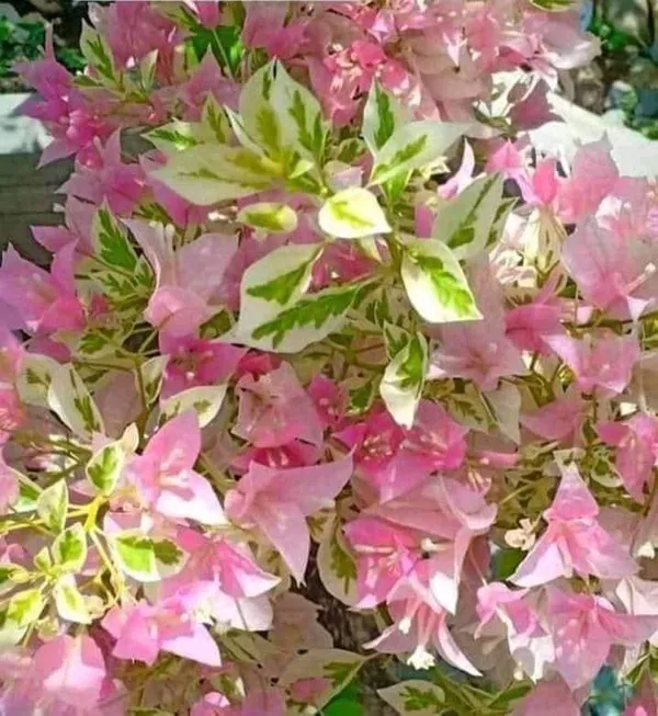 Pink_Patch_Bougainvillea_Plant_For_Gardening