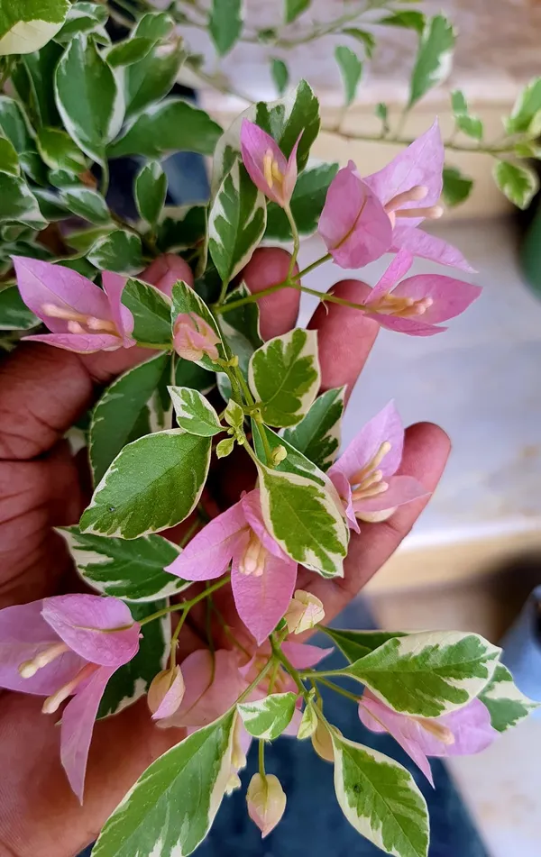Pink_Patch_Bougainvillea_Plant_For_Gardening