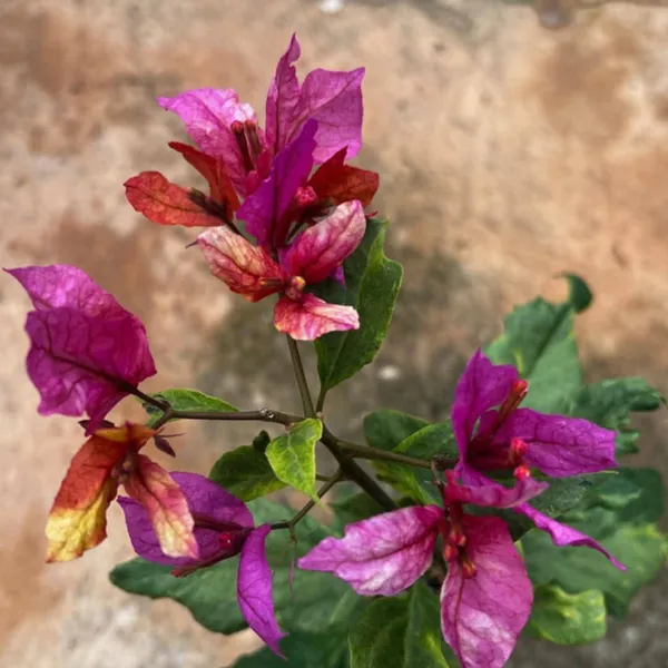 Cai_Cai_Bougainvillea_Plant_For_Gardening