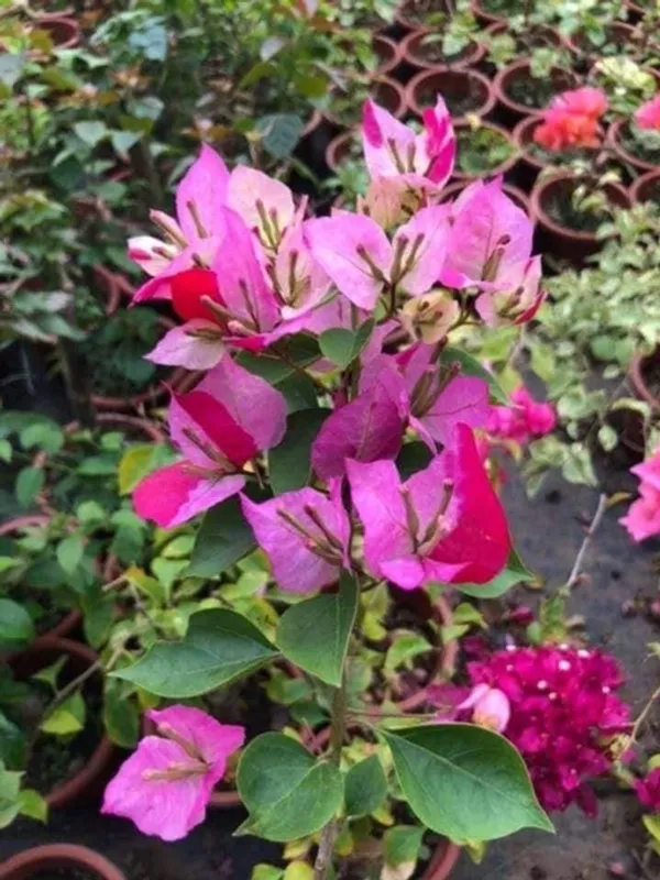 Cai_Cai_Bougainvillea_Plant_For_Gardening