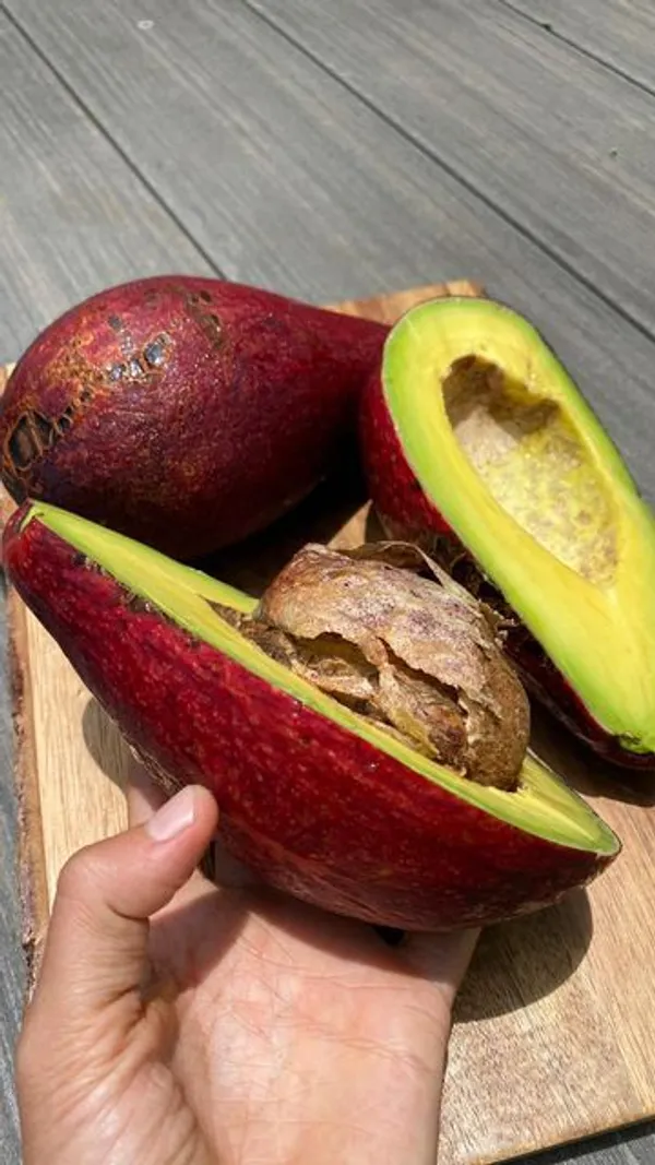 Miami-Red-Avocado-Butter-Fruit-Grafted-Live-Plant