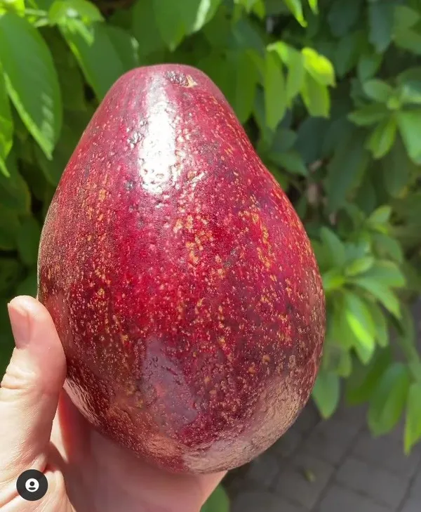 Miami-Red-Avocado-Butter-Fruit-Grafted-Live-Plant