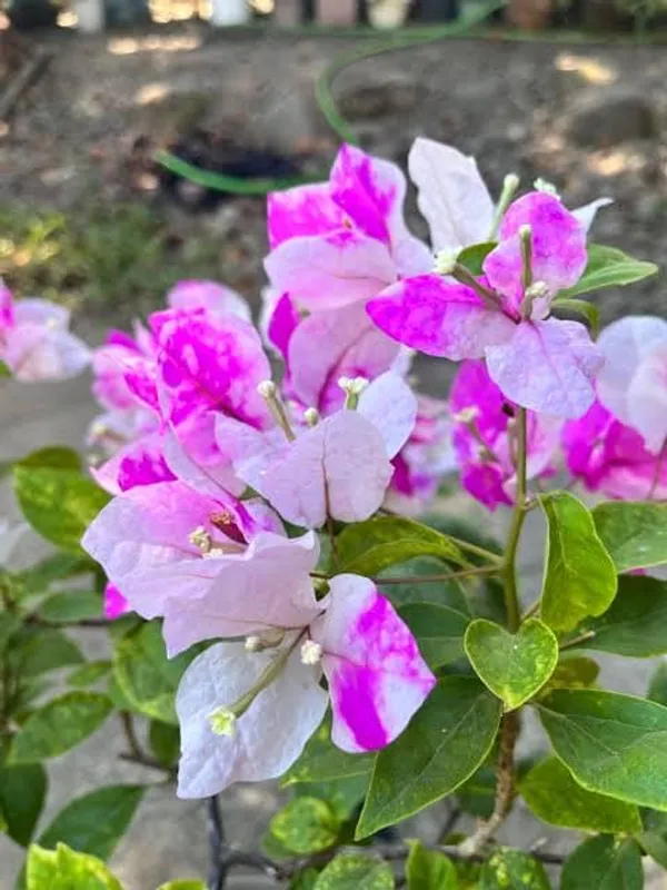Magic_Ice_Cream_Bougainvillea_Plant_For_Gardening