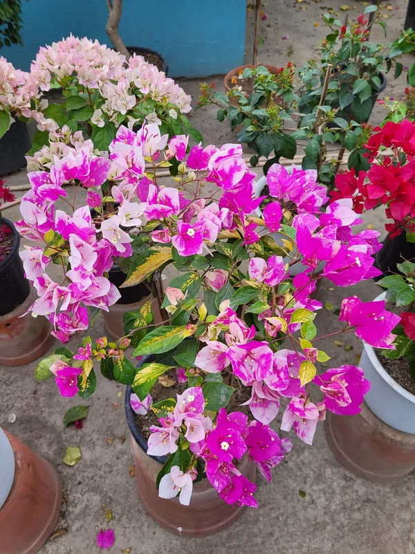 Magic_Ice_Cream_Bougainvillea_Plant_For_Gardening