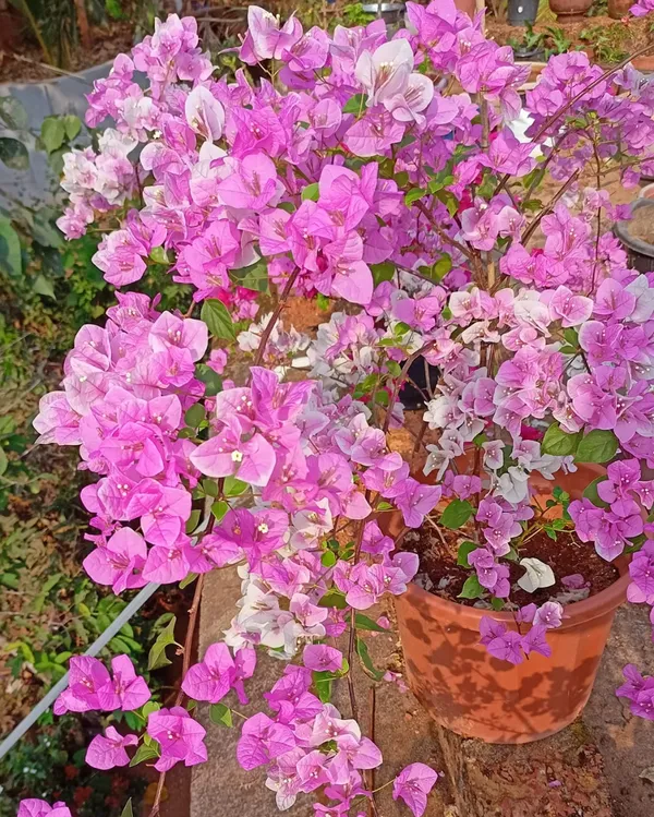 Splash_Bougainvillea_Plant_For_Gardening