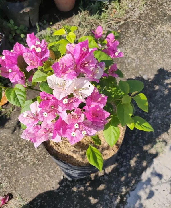 Splash_Bougainvillea_Plant_For_Gardening