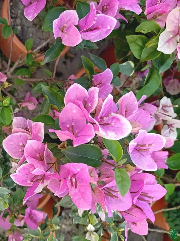 Splash_Bougainvillea_Plant_For_Gardening
