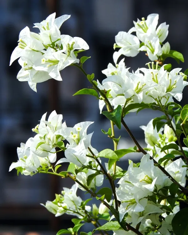 Glabra_White_Bougainvillea_Plant_For_Gardening