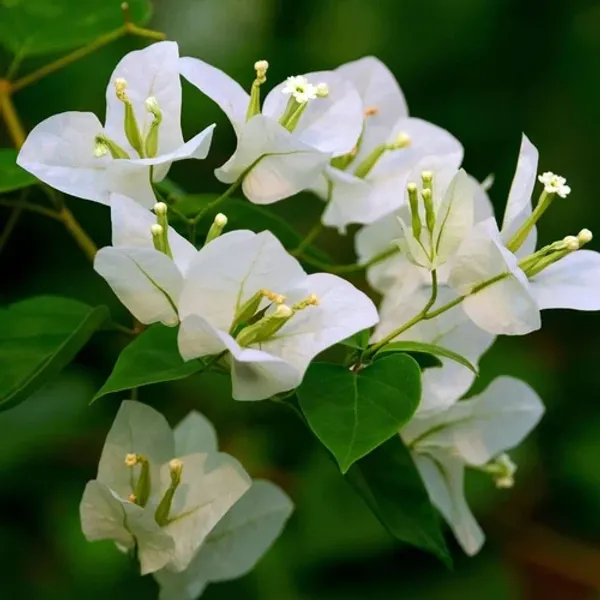 Glabra_White_Bougainvillea_Plant_For_Gardening