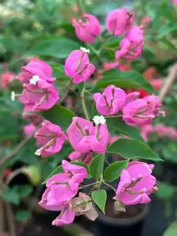 Pink_Tanglong_Bougainvillea_Plant_For_Gardening