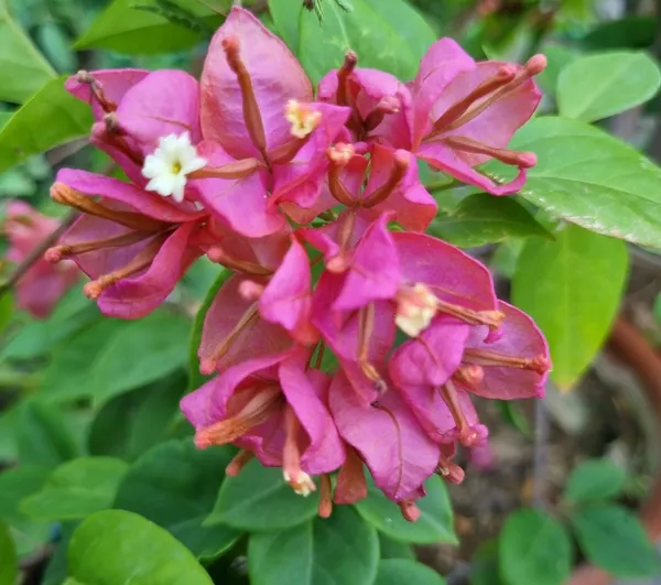 Pink_Tanglong_Bougainvillea_Plant_For_Gardening