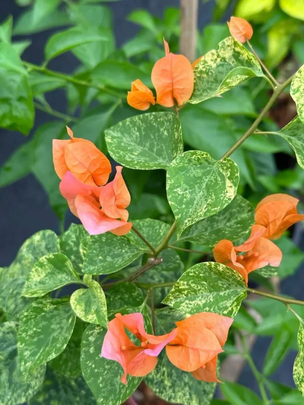 Snow_Orange_Bougainvillea_Plant_For_Gardening