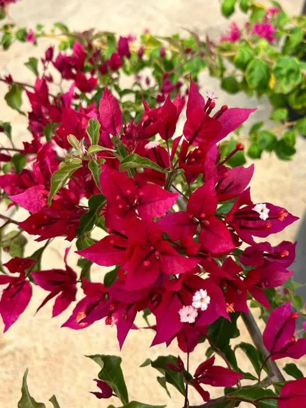 Rubi_Red_Bougainvillea_Plant_For_Gardening