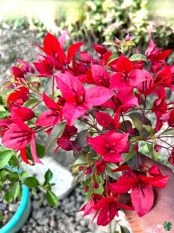 Rubi_Red_Bougainvillea_Plant_For_Gardening