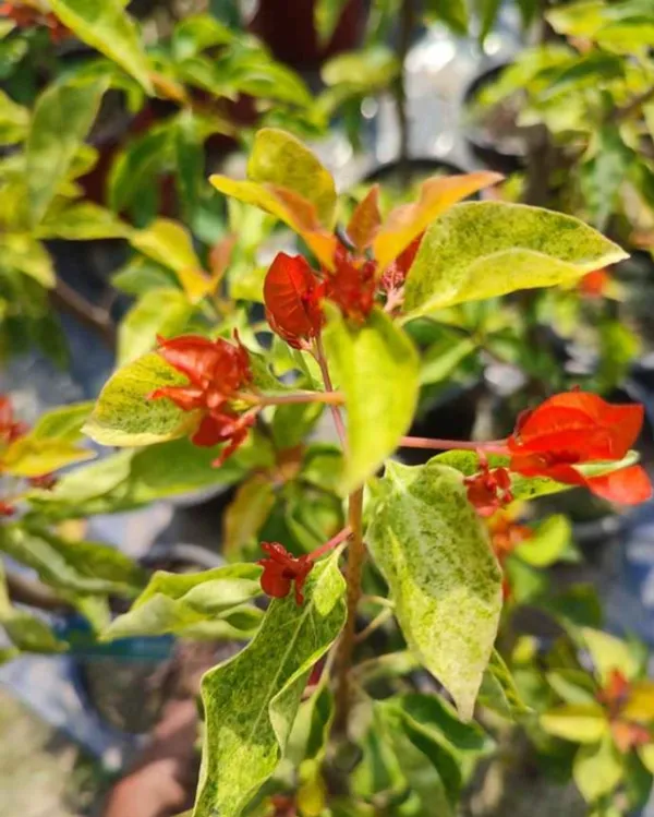 Jakirana_Variegated_Bougainvillea_Plant_For_Gardening