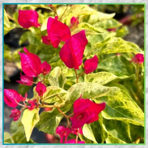 Jakirana_Variegated_Bougainvillea_Plant_For_Gardening