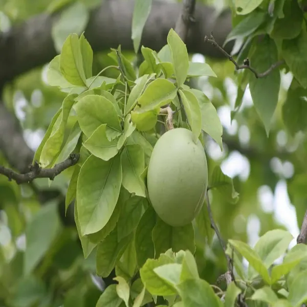All_Time_Seedless_Beal_Plant