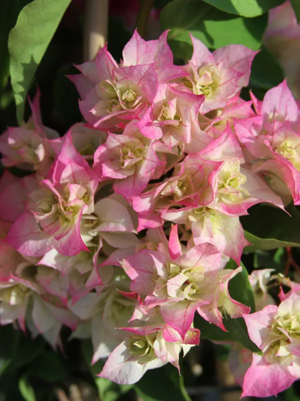 Cherry_Blossom_Mahara_Bougainvillea_Plant_For_Gardening