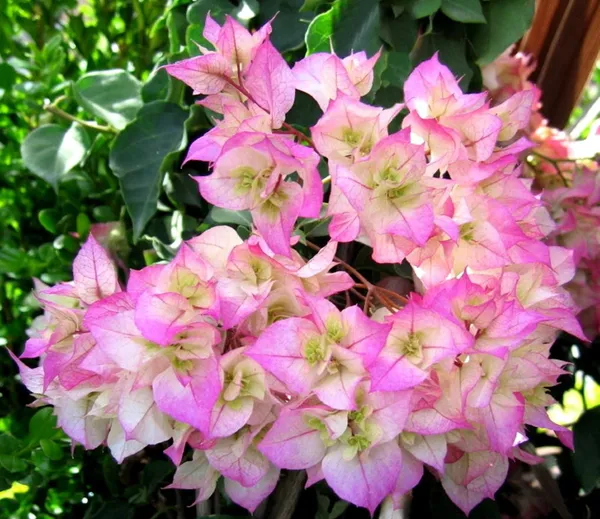 Cherry_Blossom_Mahara_Bougainvillea_Plant_For_Gardening