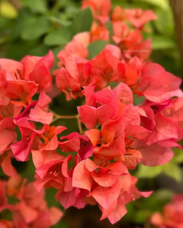 Cendai_Orange_Bougainvillea_Plant_For_Gardening