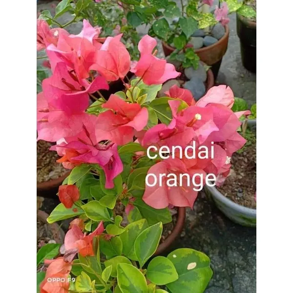 Cendai_Orange_Bougainvillea_Plant_For_Gardening
