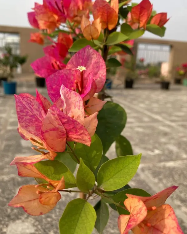 Arjuna_Bougainvillea_Plant_For_Gardening