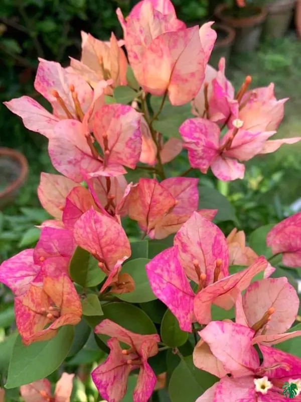 Arjuna_Bougainvillea_Plant_For_Gardening