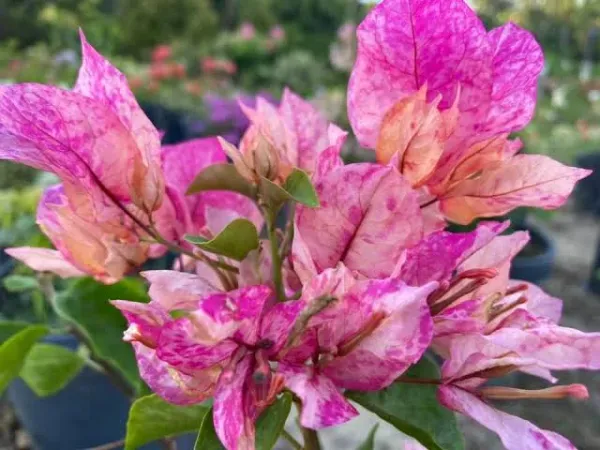 Arjuna_Bougainvillea_Plant_For_Gardening