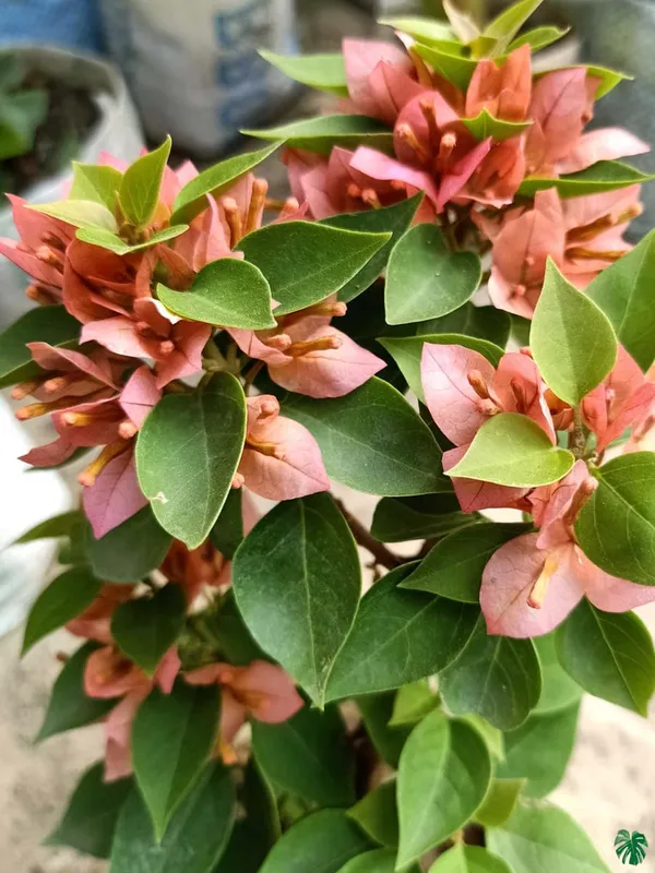 21_Jewel_Peach_/_Pixie_Peach_Bougainvillea_Plant_For_Gardening