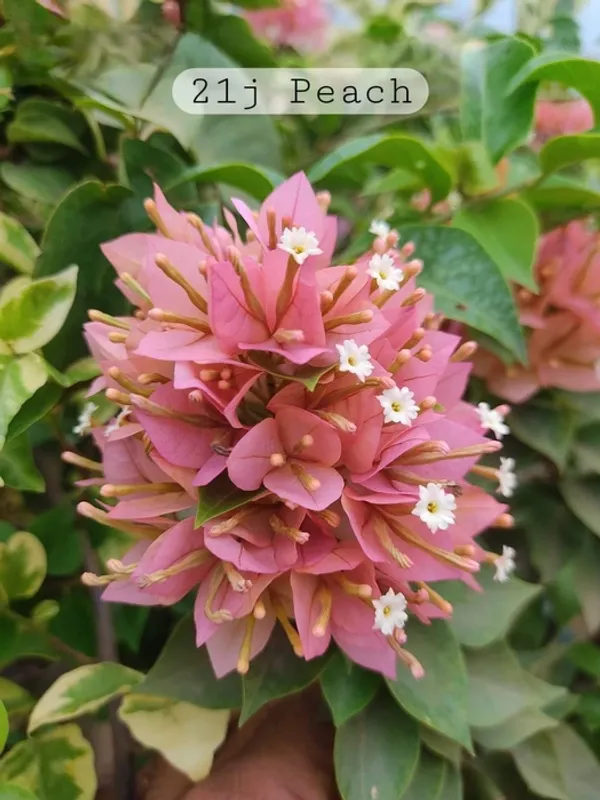 21_Jewel_Peach_/_Pixie_Peach_Bougainvillea_Plant_For_Gardening
