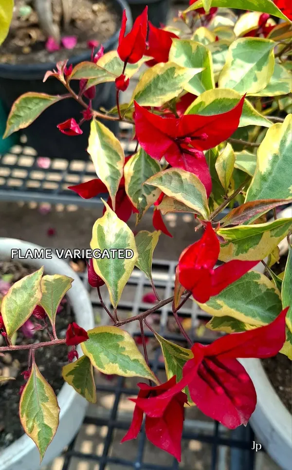 Flame_Variegated_Bougainvillea_Plant_For_Gardening