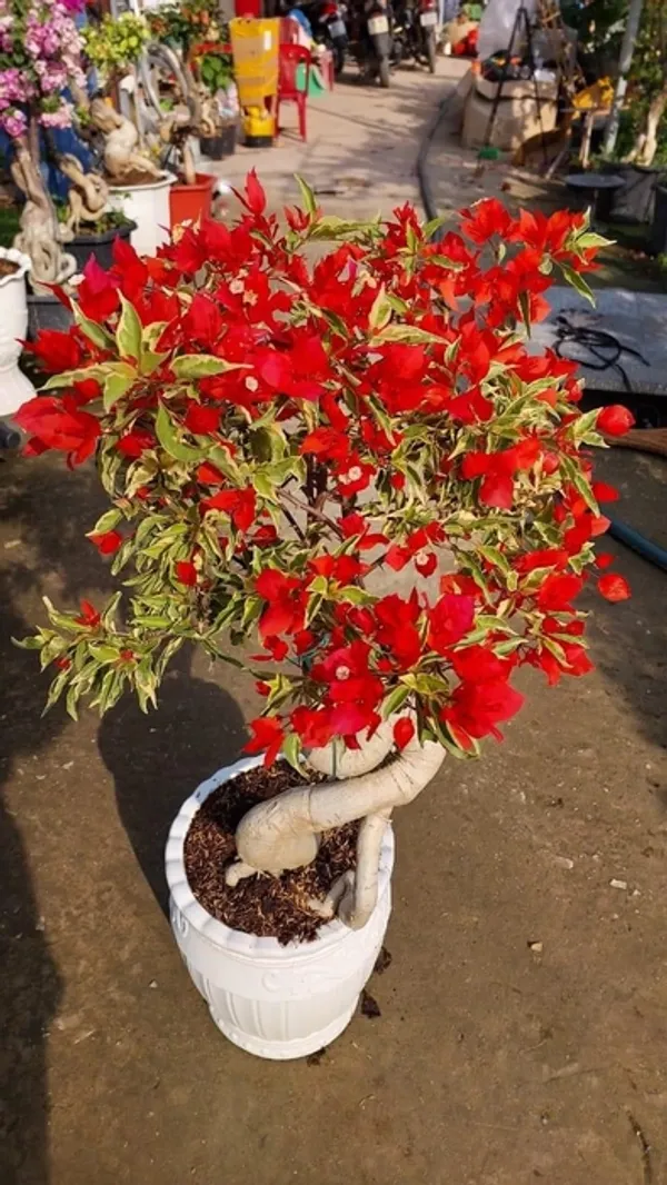 Flame_Variegated_Bougainvillea_Plant_For_Gardening