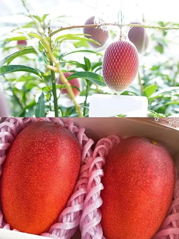 Miyazaki_Mango_Plant_(Hybrid_And_Grafted)