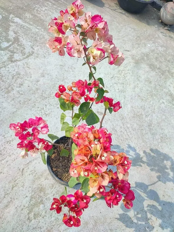 Thai_Chitra_Bougainvillea_Plant_For_Gardening