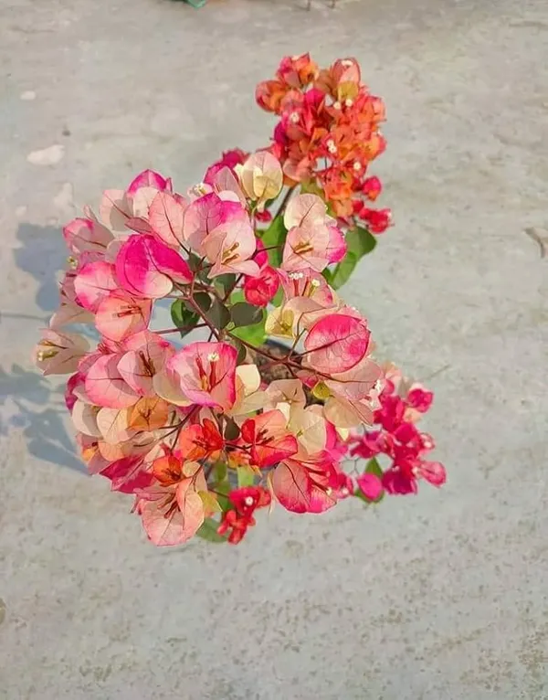 Thai_Chitra_Bougainvillea_Plant_For_Gardening