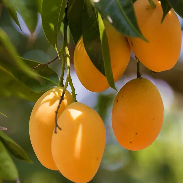 Alphanso_Mango_Plant_(Hybrid_And_Grafted)