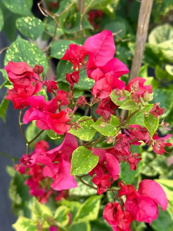 Red_Diamond_Bougainvillea_Plant_For_Gardening