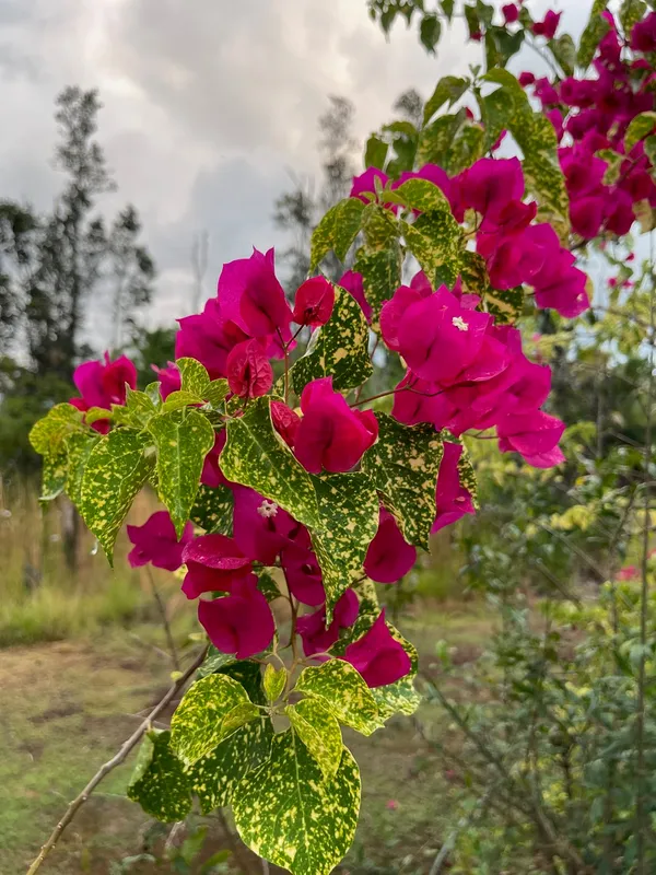 Red_Diamond_Bougainvillea_Plant_For_Gardening