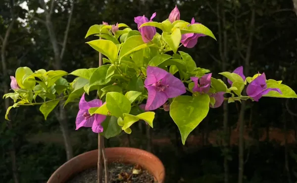 Golden_Mouve_Bougainvillea_Plant_For_Gardening