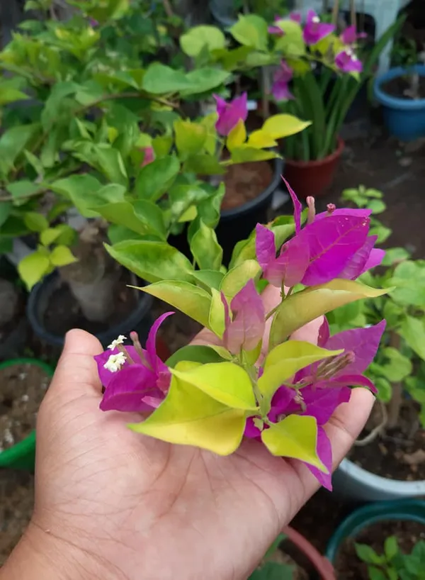 Golden_Mouve_Bougainvillea_Plant_For_Gardening