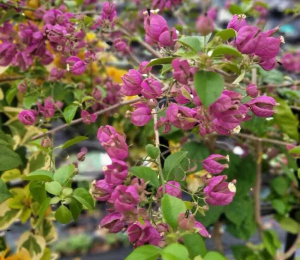 Tanglong_Purple_Bougainvillea_Plant_For_Gardening