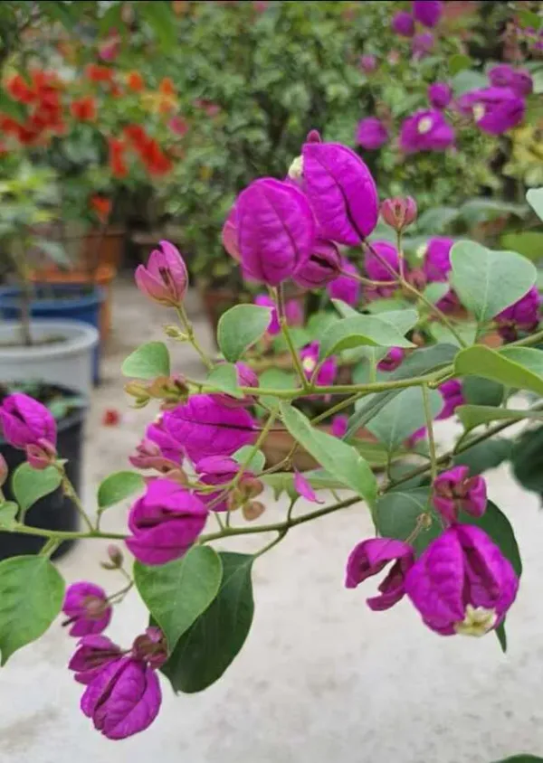 Tanglong_Purple_Bougainvillea_Plant_For_Gardening