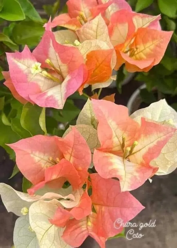 Chitra_Gold_Bougainvillea_Plant_For_Gardening