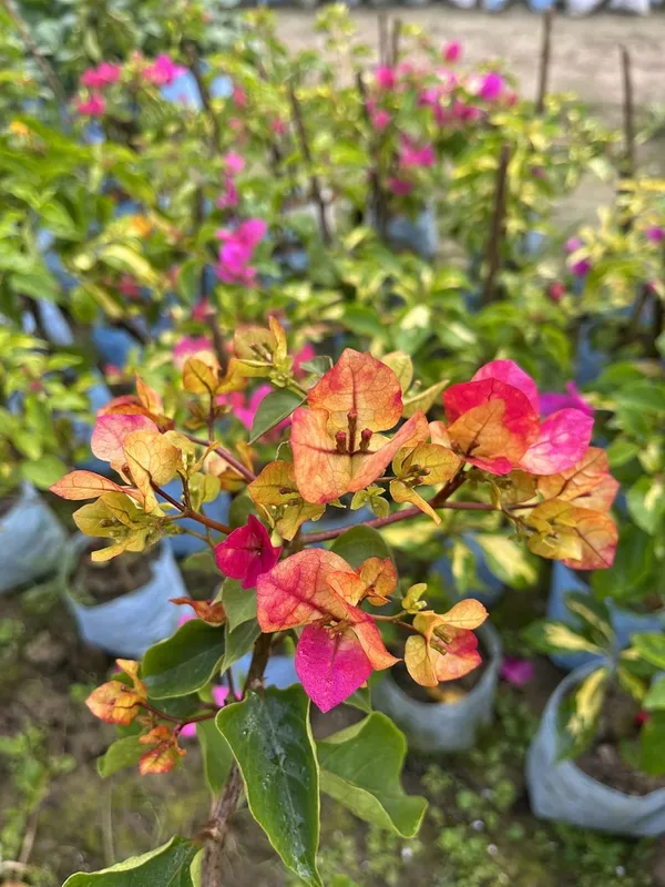 Chitra_Gold_Bougainvillea_Plant_For_Gardening